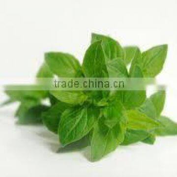 Oregano Oil (Origanum Vulgare) photo-2