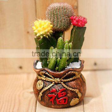 natual cactus decoration for classroom