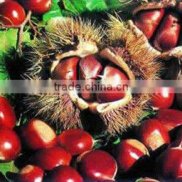 Fresh Chestnut