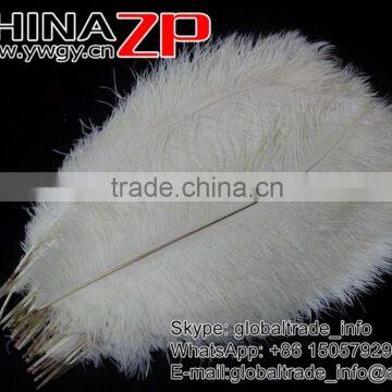 CHINAZP Trade Assurance Gold Supplier Size Frcom 20inch to 22inch White Ostrich Feather for Wedding Centerpiece photo-2