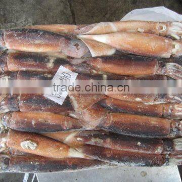 Frozen Argentina Squid