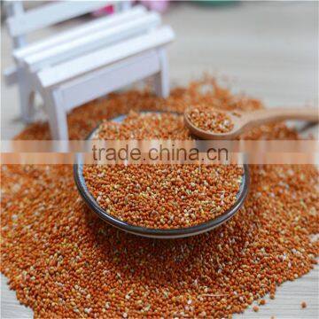 Red Millet In Husk With Good Price photo-6