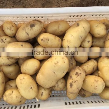 Fresh Holland Potato From Shandong Origin