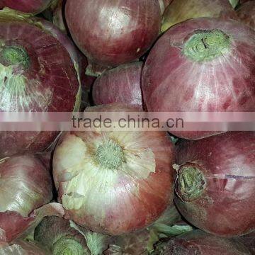 Big size Onion for Singapore markets