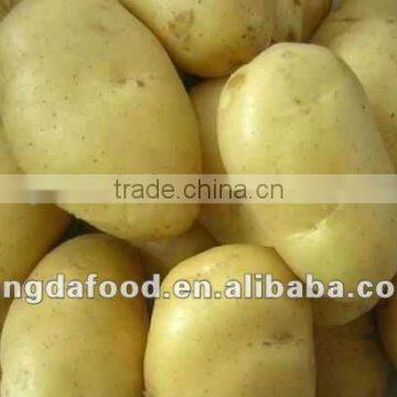 china fresh potato in shandong province