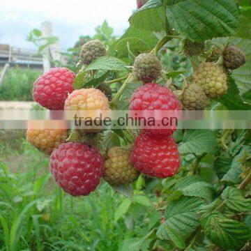 Raspberry Tree Seedling