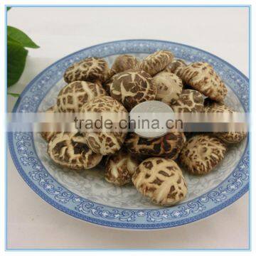 Log Winter Mushroom Seeds for Sale