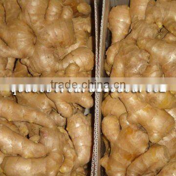 Fresh Washed Ginger photo-2