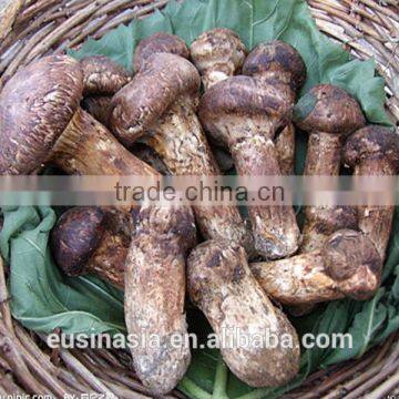 DRY FRESH FROZEN MATSUTAKE MUSHROOM