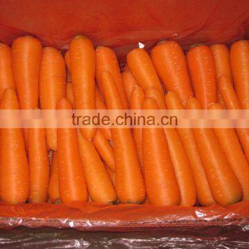 Carrot photo-3