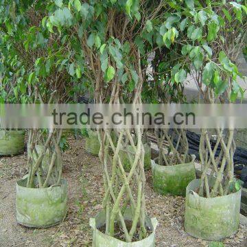 ficus benjimina/bonsai/ficus