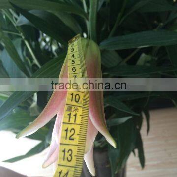 Top Quality Fragrant Fresh Lily Various Lily Flowers Single Stem Lily Flower From Kunming Exporter photo-2