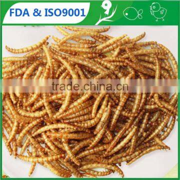 Microwave Dried Mealworm in Transparant Bag photo-2
