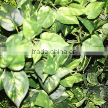 stickers home garden deco 200*200 cm indoor or outdoor artificial corner succulent green climbing plant wall Ezwq10 1011