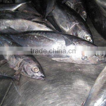 seafrozen bonito whole round A grade