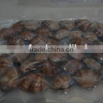 VENERUPIS VARIEGATA FROZEN BABY CLAM WITH SHELL photo-2