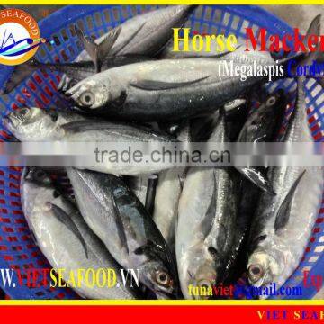 FRESH RAM MATERIALS W/R HORSE MACKEREL