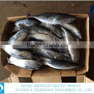 2016 Hot Selling Big Size Tuna photo-2