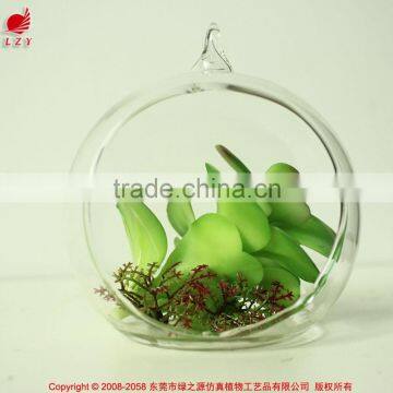 Florists new arrival glass pot succulents for interior decoration