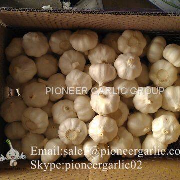 Chinese 100% Pure White Fresh Garlic Small Packing Costa Rica Market photo-2