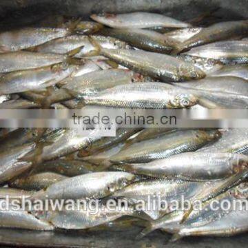 Frozen Sardine from Chinese Manufacturer with size 120-140 pcs /10kg