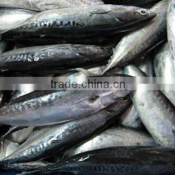 FROZEN BONITO photo-2