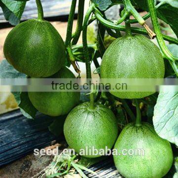 CUIB early maturity green musk melon seeds