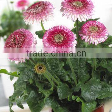 coir pith for plant cultivation