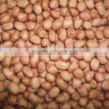 groundnut kernel