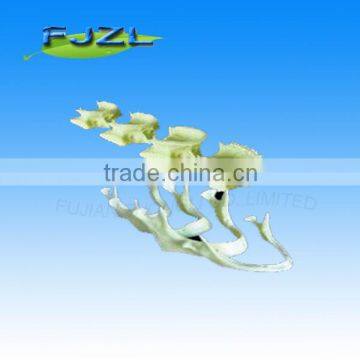 The development of the upper and dental lower jaw model for study