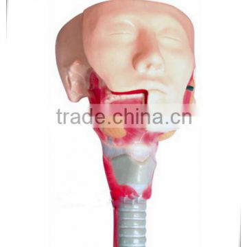 KA-TP00011 Anatomical model of salivary gland and pharyngeal muscles