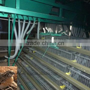 galvanized material automatic layer quail equipment