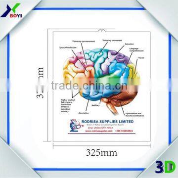 Medical Poster 3D Brain Anatomical Chart/ 3D Embossed Medical Poster photo-3