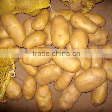 Supply Fresh potatoes with good quality for sale