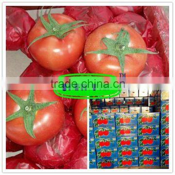 Xinjiang best quality fresh tomatoes expot the Middle Asia