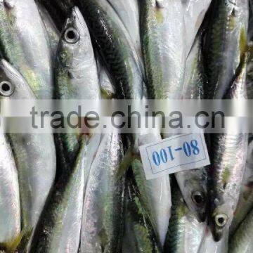 Good Quality Frozen Pacific Mackerel Fish for Sale photo-4