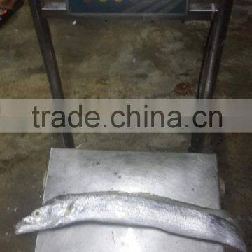 Largehead Hairtail photo-4