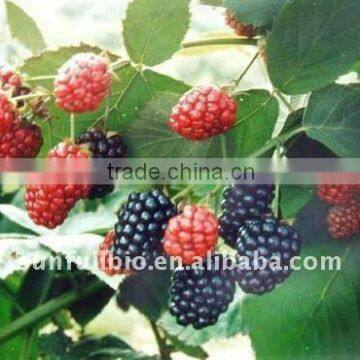 Mulberry Juice Powder// food and beverage