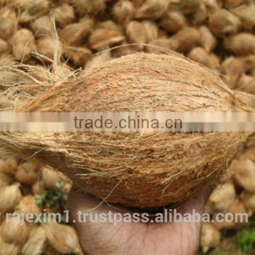 Natural Fresh Semi Husked Coconuts