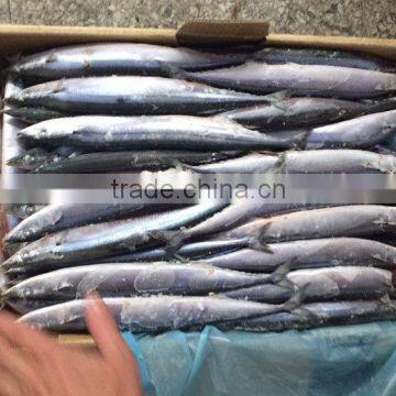 BQF indian mackerel best sale pacific saury frozen fish for bait