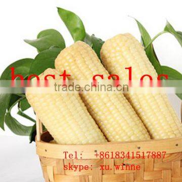 sweet frozen white corn maize cob for sale