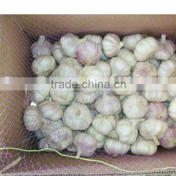 normal white garlic of lowest price in jining greenfarm