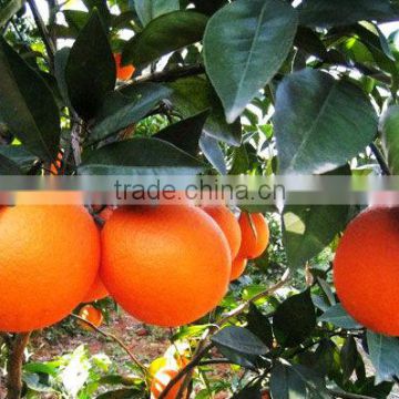 2012 fresh navel orange popular in world