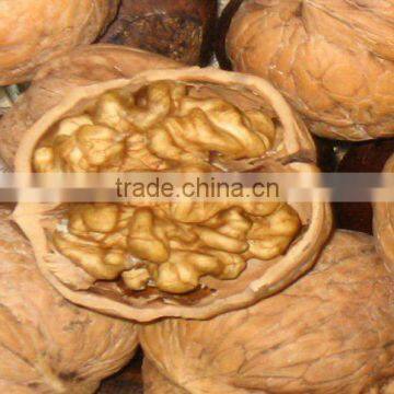 thin skinned walnut in shell