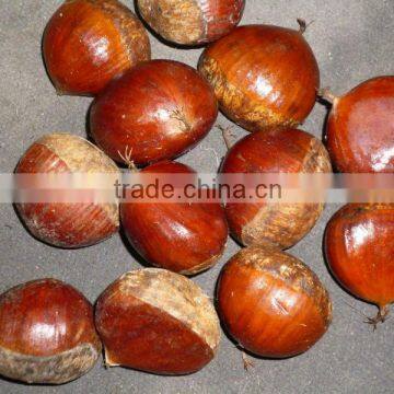 Chestnut /roased chestnut