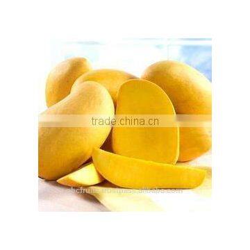 Best price Totapuri Mango pulp