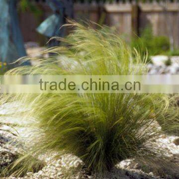 Stipa tenuissima Pony Tail Grass Taxas Nffdle Grass Feathergrass