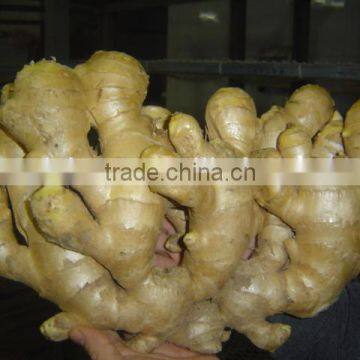 Fresh air dried ginger