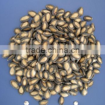 Black watermelon seeds in 11cm, 2013 crop