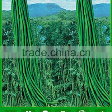 BE03 Qiwei dark green long bean seeds for planting